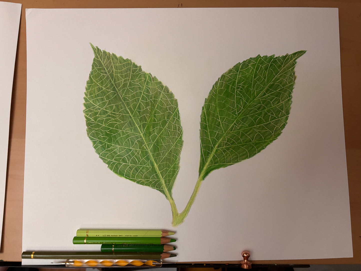 Hydrangea Leaves | Original Colored Pencil Drawing
