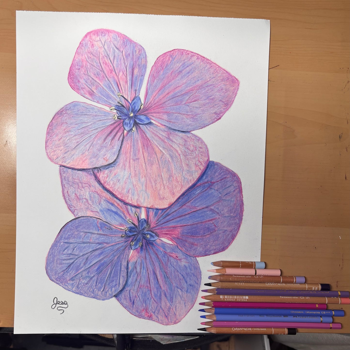Hydrangea Petals | Original Colored Pencil Drawing