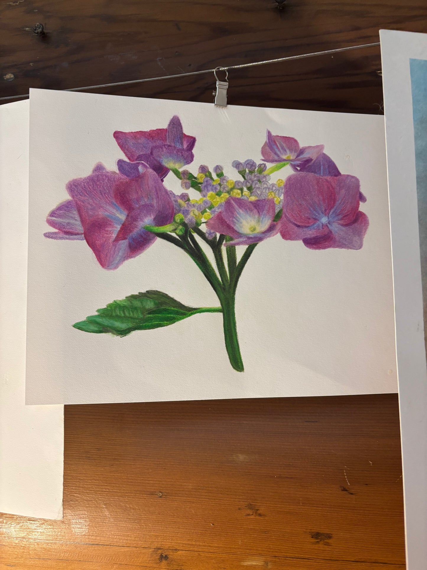 Purple Hydrangeas | Original Colored Pencil Drawing