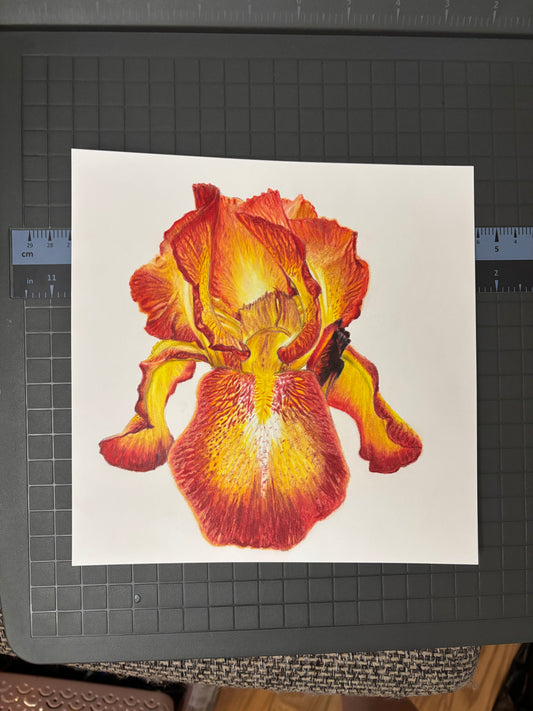 Bearded Iris | Original Colored Pencil Drawing