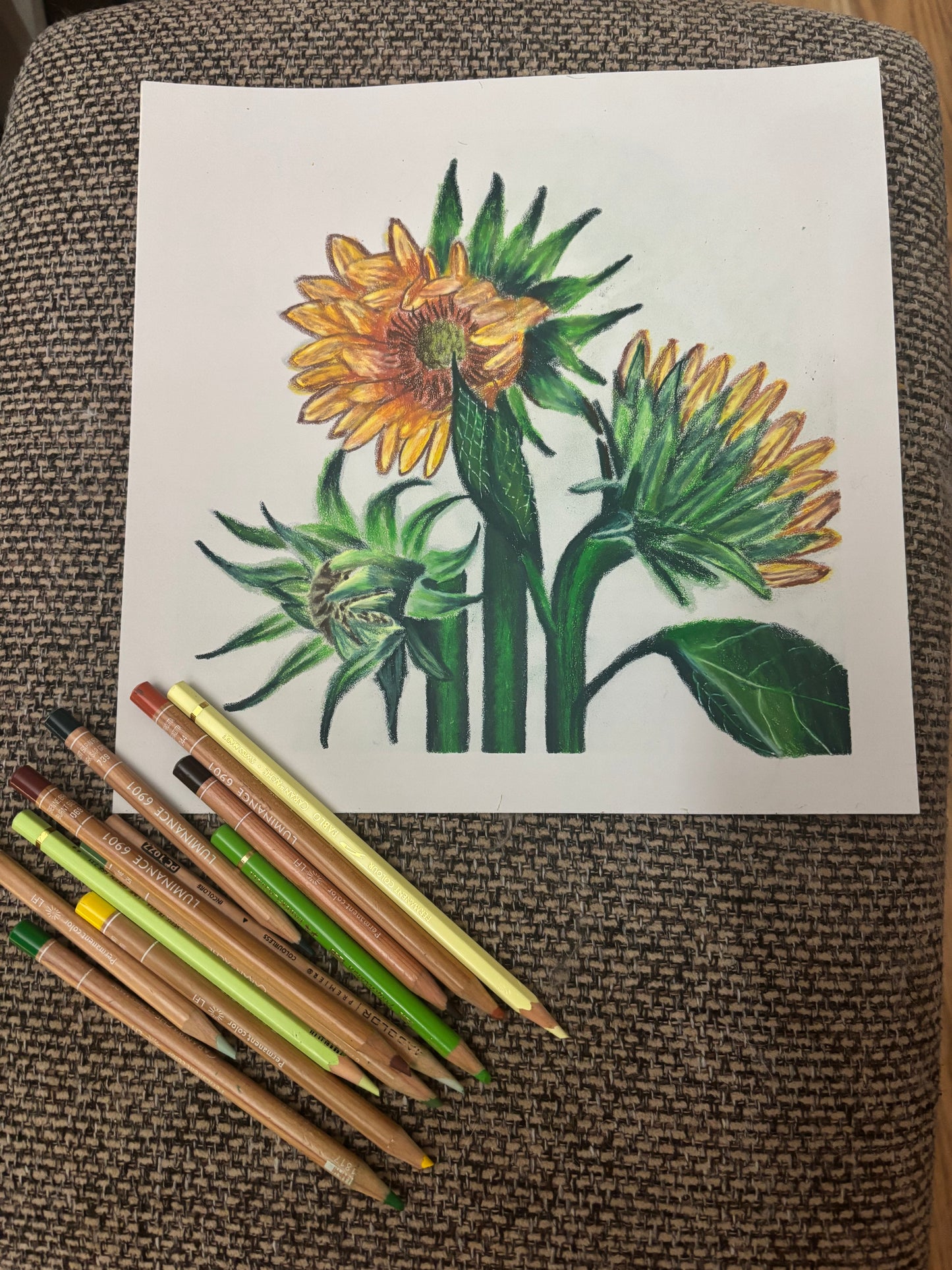 Sunflowers | Original Colored Pencil Drawing