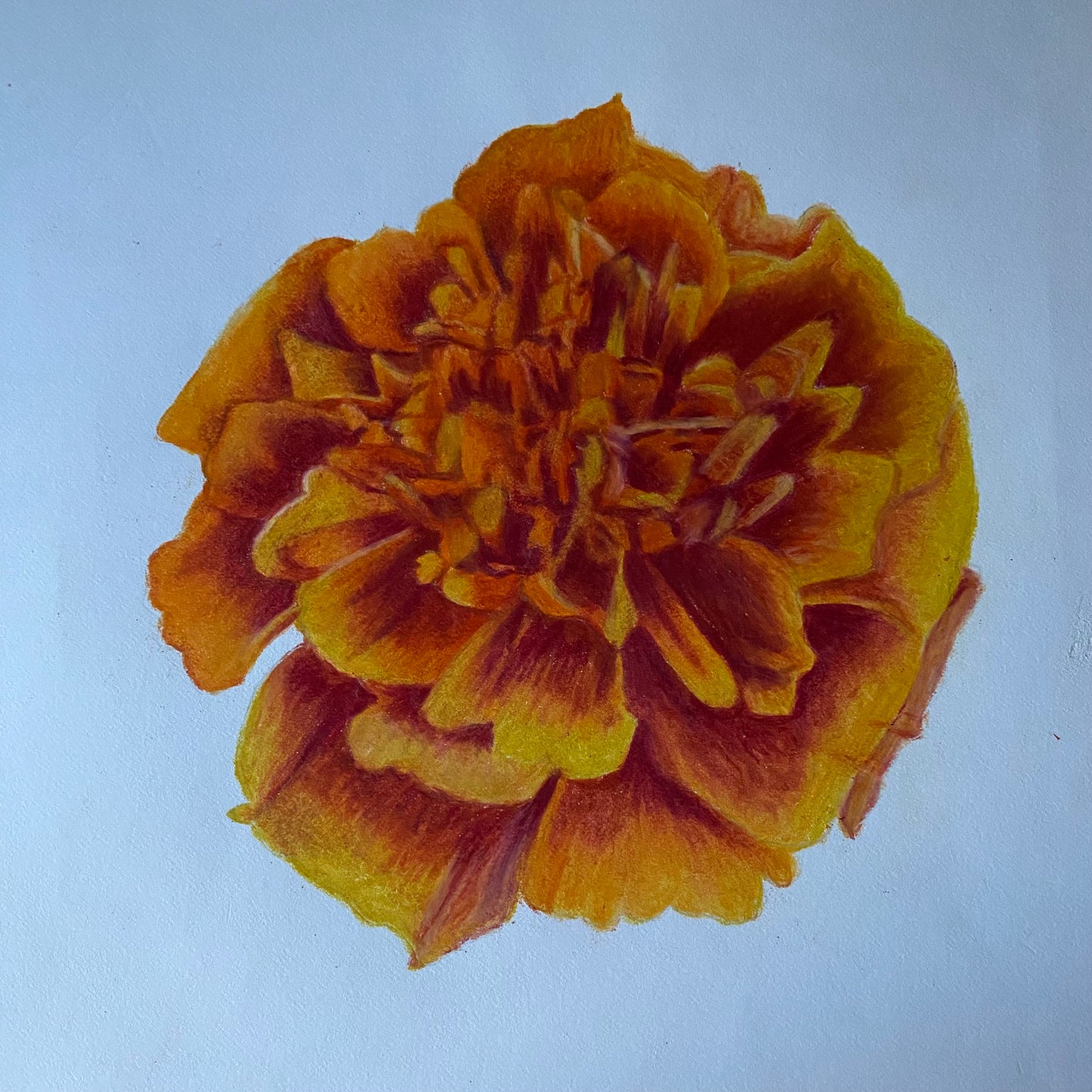 Marigold Flower | Original Colored Pencil Drawing