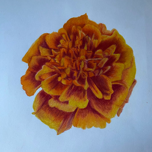 Marigold Flower | Original Colored Pencil Drawing