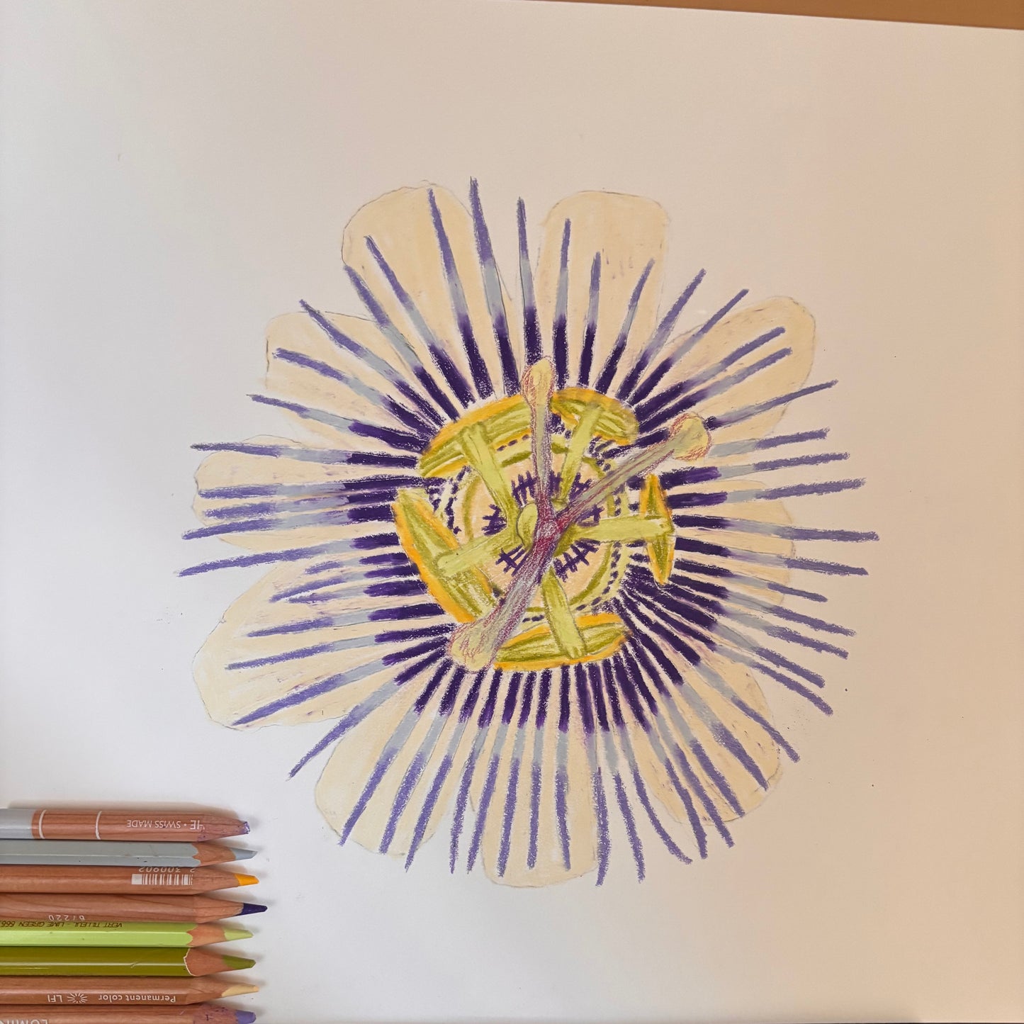 Passion Flower | Original Colored Pencil Drawing