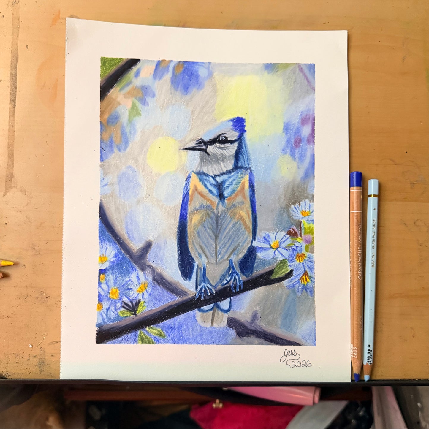 Blue Jay | Original Colored Pencil Drawing