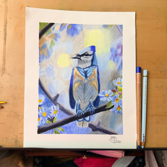 Blue Jay | Original Colored Pencil Drawing