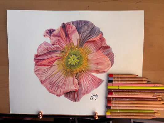 Pink Poppy | Original Colored Pencil Drawing