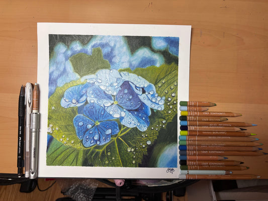 Blue Hydrangea Blooms | Original Colored Pencil Drawing