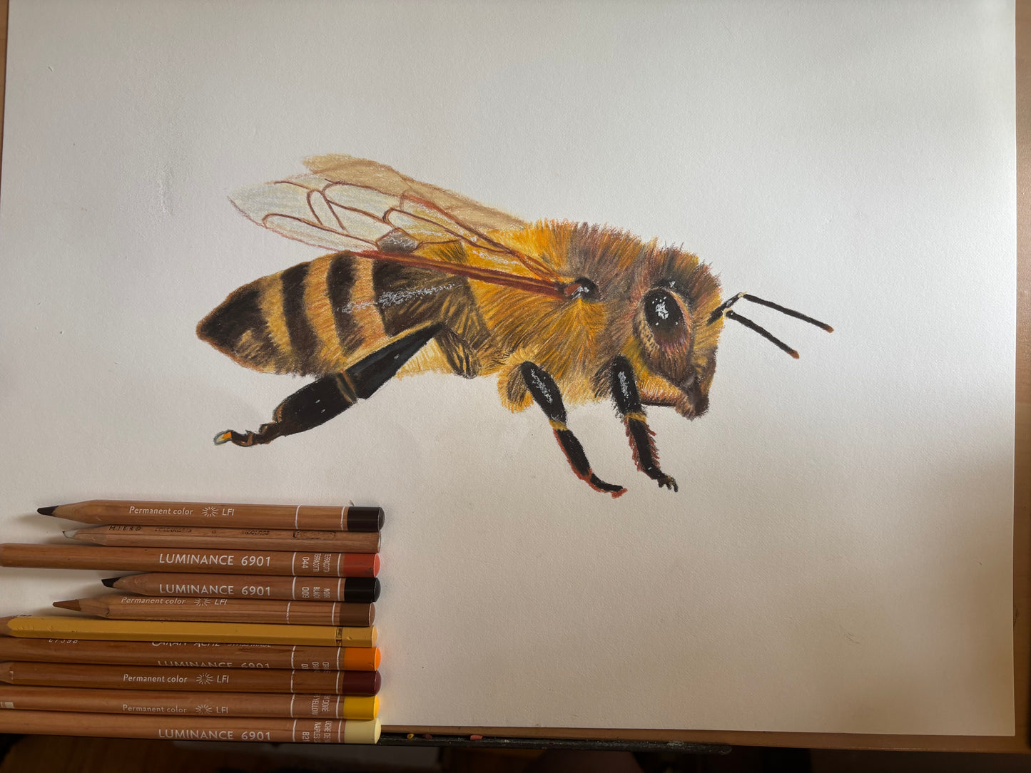 Honey Bee | Original Colored Pencil Drawing