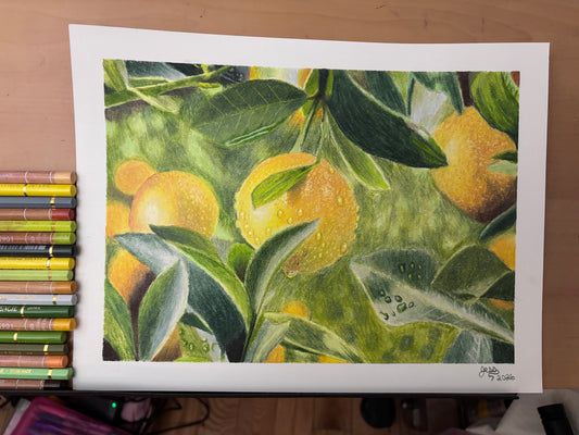 Lemons | Original Colored Pencil Drawing