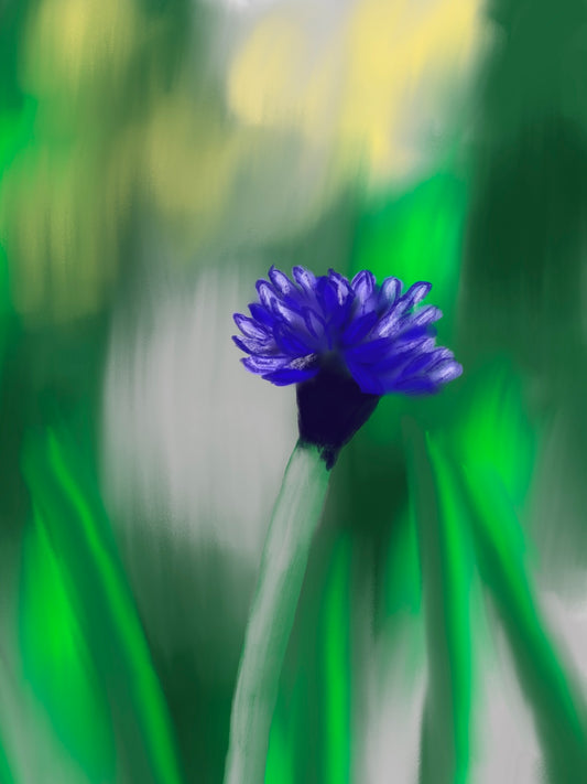 Cornflower | Limited Edition Prints