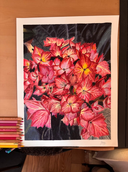 Red Hydrangeas | Limited Edition Prints